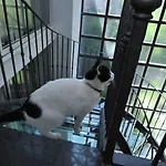 Rivoli Sorrente